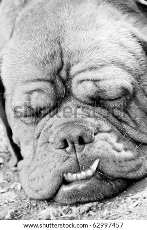 Black And White Dog Breeds. stock photo : Dog breed