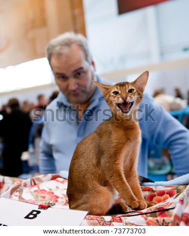 MOSCOW - MARCH 6: Unidentified member of the exhibition shows his cat at international exhibition of cats 