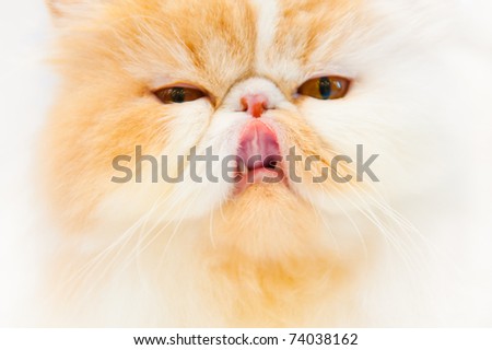 MOSCOW - MARCH 6: Unidentified member of the exhibition shows his cat at international exhibition of cats \