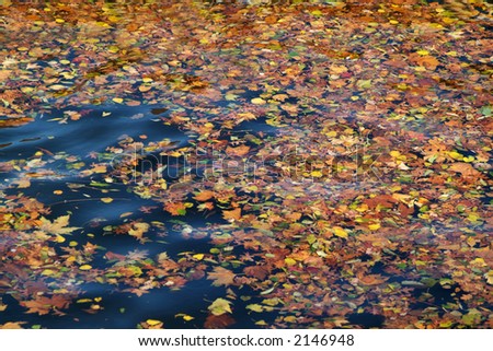 background autumn leaves floating in water