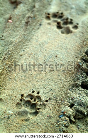 dog prints in the sand, focus is on the print in the front