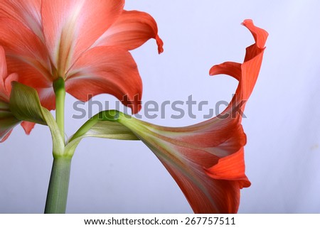 Red lily flower. Abstract background. Close-up flowers