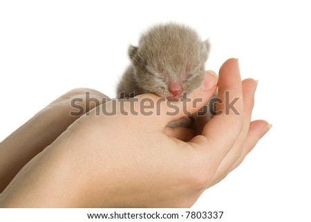 New-born kitten in hands. Isolated on white background