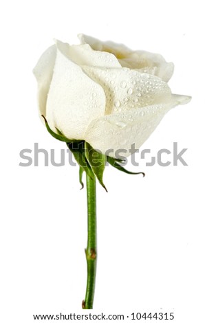 rose flower wallpaper background. stock photo : White rose