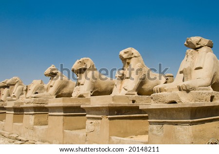 Sheep in Karnak temple (Luxor, Egypt)