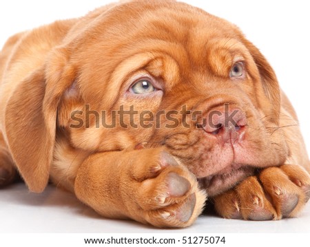 Dogue+de+bordeaux+french+mastiff