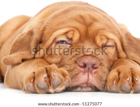 Dogue+de+bordeaux+french+mastiff