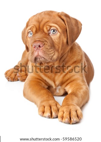 Dogue+de+bordeaux+french+mastiff