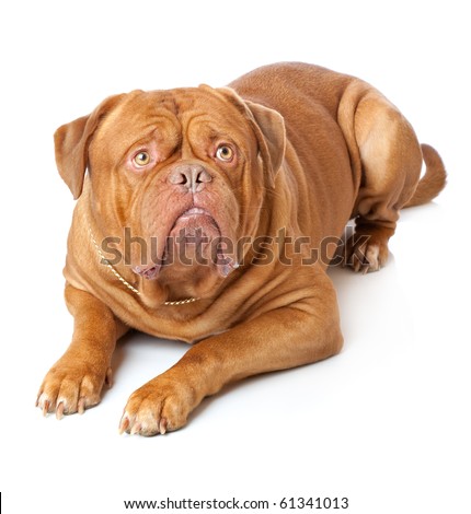 Dogue+de+bordeaux+french+mastiff