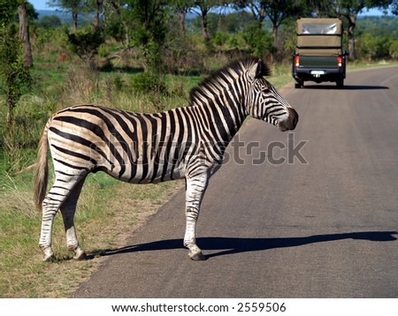 Lone zebra crossing a road with a safari vehicle in the background