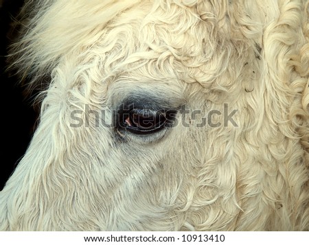 Detail of horses head showing eye and white curly hair