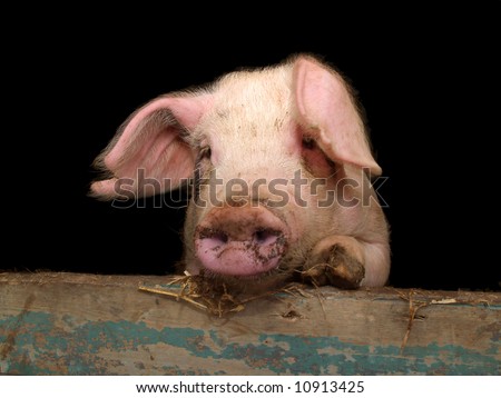 Portrait of cute piglet looking over wall of pigsty