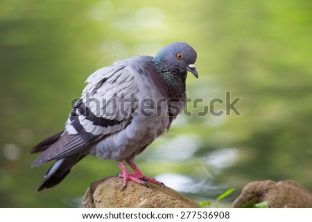 Pigeon posing on a rock