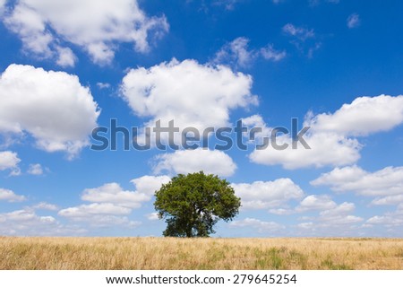 Lone tree in countryside