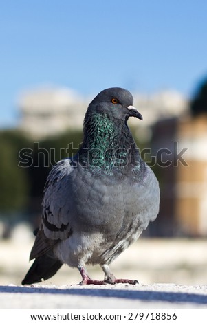 Pigeon pose