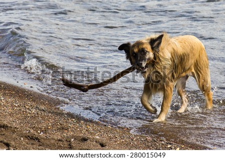 Dog playing with a stick in the water