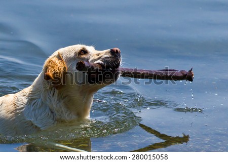 Dog playing with a stick in the water