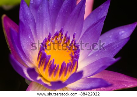 Purple water lily on water close up with micro