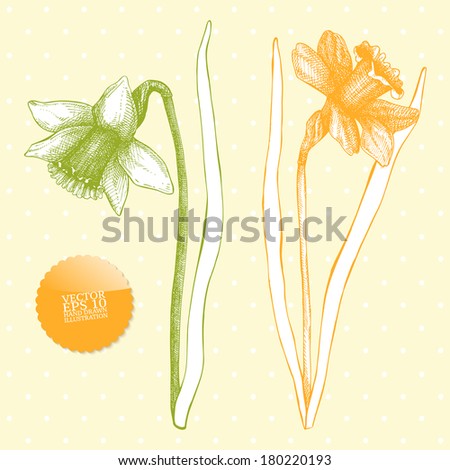 vector set of narcissus flowers. Spring vintage collection with lent lilies on spotted background