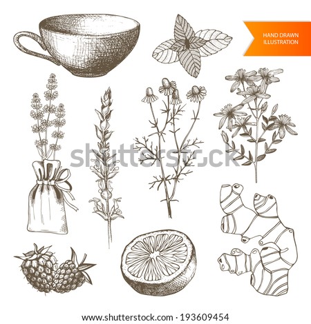 Vector set of hand drawn medical herbs and plants isolated on white Tea elements collection Vector set of hand drawn medical herbs and plants isolated on white Tea elements collection