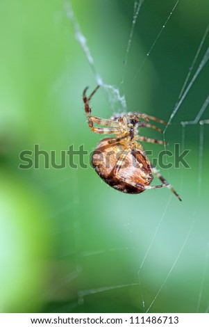 The poisonous spider sits in a web