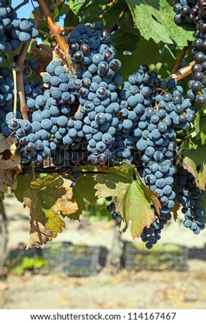A wine vineyard in France