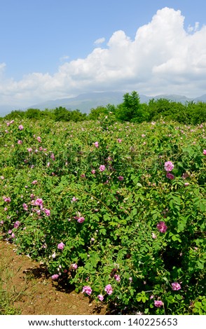 The famous rose fields in the Thracian Valley near Kazanlak Bulgaria