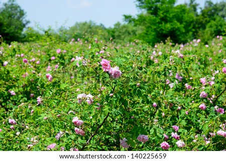 The famous rose fields in the Thracian Valley near Kazanlak Bulgaria