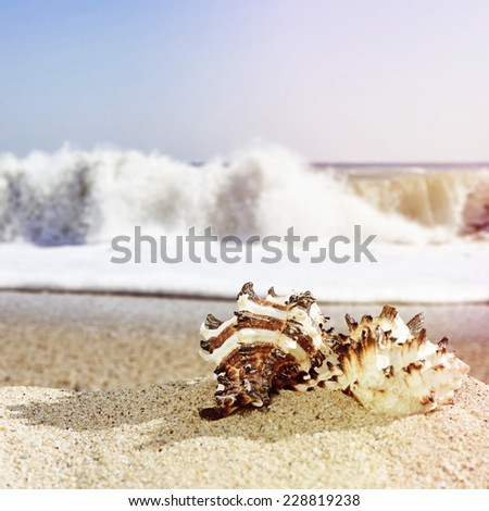 Shells on sandy beach in retro style