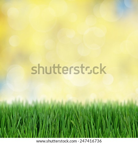Green background with green grass field and bokeh light