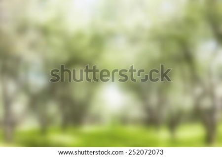 Blurred background. Apple blossoms bloom path in the garden