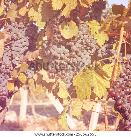 A wine vineyard in France.Special toned photo in vintage style