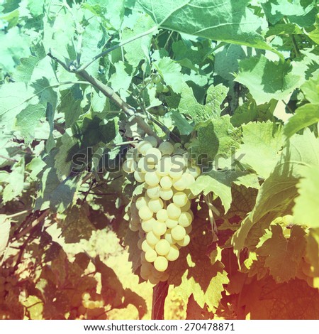 A wine vineyard in France.Special toned photo in vintage style