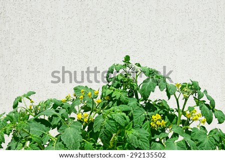 Growing tomatoes.Flowers on tomato plants