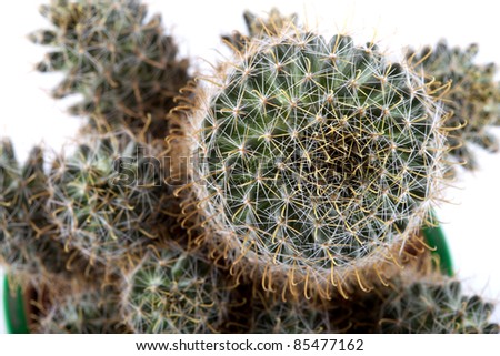 Young prickly cactus on a white background