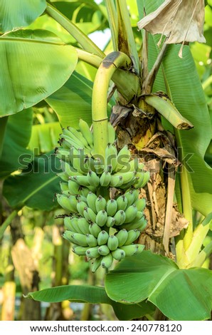 banana garden , bunch of banana on banana tree
