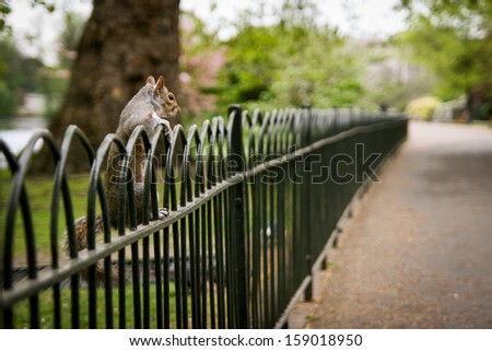 A grey squirrel on a fence in St. James\' park in London, England, United Kingdom