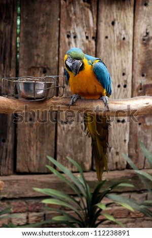 Yellow, Blue and Green Parrot at world of birds, in Cape Town