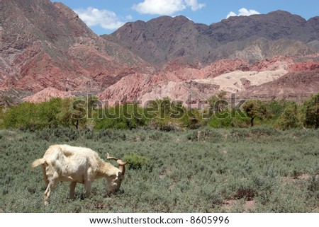A capricorn enjoying life in the mountains in northern Argentina