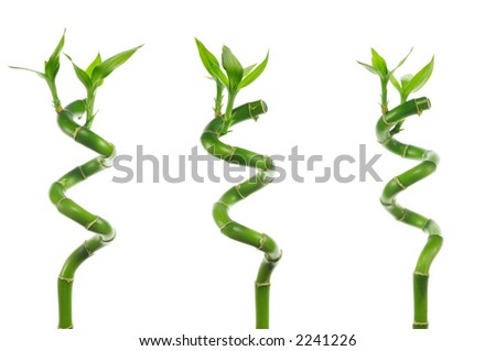 three stems of lucky bamboo isolated on white background
