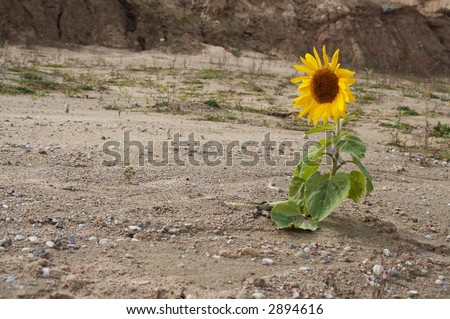Sunflower growing up in odd scene. Natural phenomenon. Nature force.
