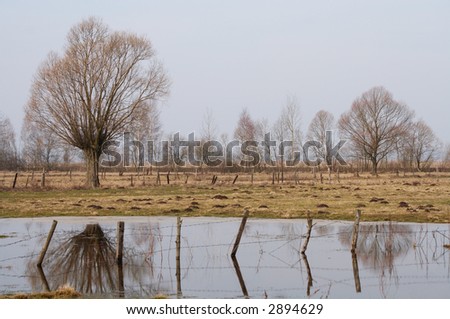 Tree and water. Spring time just after winter in Poland. Meadow and grass land lanscape.