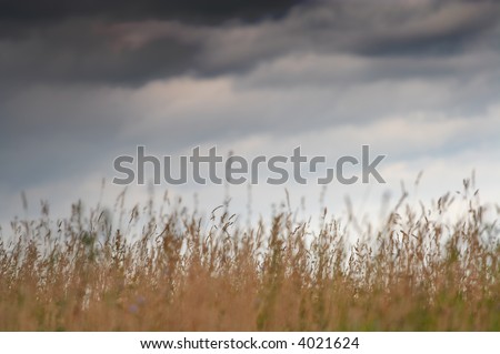 View of grass stems and storm clouds. Shallow DOF. Rural landscape.