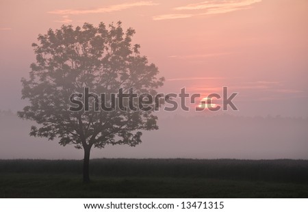 Pastel sunrise with the sun, fog and tree. Early in the morning scene.