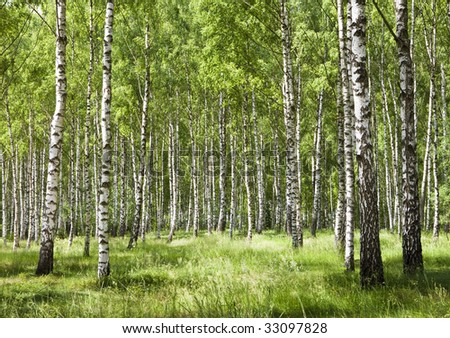 Birch forest in daylight. White birches and green grass.