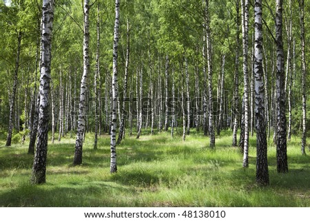 Birch forest in daylight. White birches and green grass.