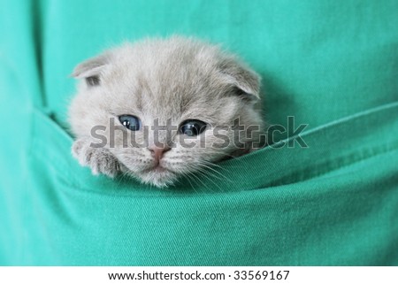 Small kitty in pocket of the apron