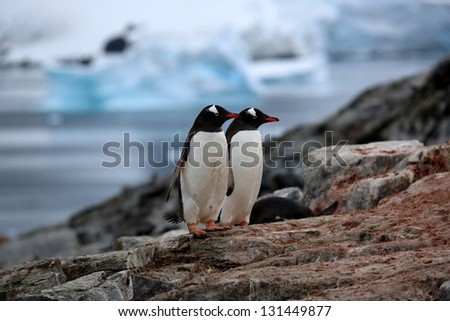 Two penguins on a rock in Antarctica