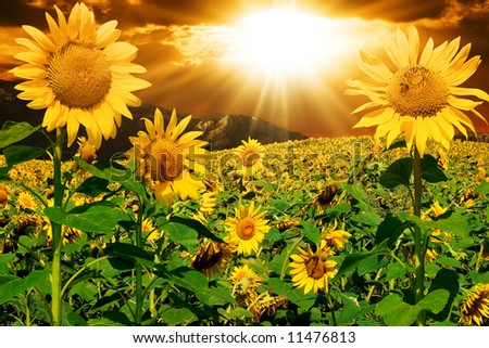 Sunflowers on a background of magic sky