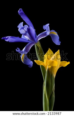 Two japanese iris - one purple, one yellow bud.